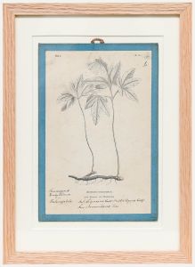 Native Flora of Europe - Framed 19th Century Lithograph, Anemone Nemorosa
