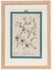 Native Flora of Europe - Framed 19th Century Lithograph, Prunus Spinosa