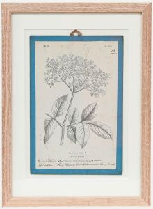 Native Flora of Europe - Framed 19th Century Lithograph, Sambucus nigra