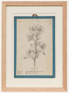 Native Flora of Europe - Framed 19th Century Lithograph, Pyrus Malus