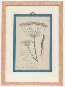 Native Flora of Europe - Framed 19th Century Lithograph, Anethum Graveolens