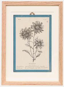 Native Flora of Europe - Framed 19th Century Lithograph, Aster Chinensis