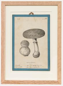 Native Flora of Europe - Framed 19th Century Lithograph, Agaricus Muscarius