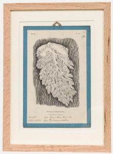 Native Flora of Europe - Framed 19th Century Lithograph, Hydnum Coralloides