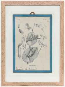 Native Flora of Europe - Framed 19th Century Lithograph, Pisum sativum