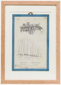 Native Flora of Europe - Framed 19th Century Lithograph, Salvinia & Pilularia