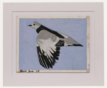 Ben Carrivick - Contemporary Oil, Stock Dove