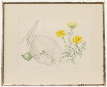 Mary Grierson - 1980 Watercolour, Yellow Water Lily