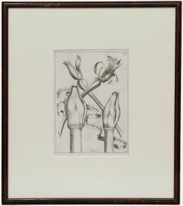 Framed 17th Century Engraving - Amaryllis
