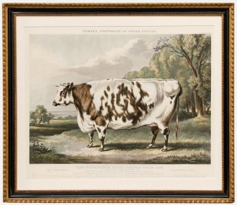 Framed Late 19th Century Aquatint - The Everingham Short-Horned Prize Cow