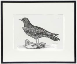 Prideaux John Selby (1788-1867) - Early 20th Century Engraving, Arctic Skua