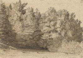 19th Century Pen and Ink Drawing - Trees