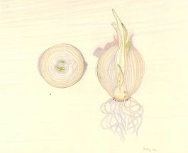 Vicky Cox (1943-1999) - Signed  20th Century Watercolour, Study of an Onion
