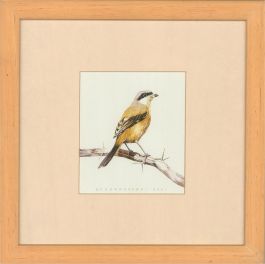 Mohammed Zaki  - Contemporary Watercolour, Shrike