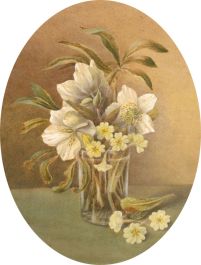 Early 20th Century Watercolour - Hellebore and Primroses