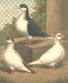 Cassell, Petter, & Galpin - 1870 Lithograph, Cassel's Pigeons