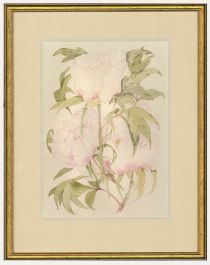 Ann Sedgwick - Framed 20th Century Watercolour, Pink Peony