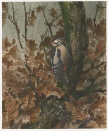 20th Century Watercolour - Woodpecker