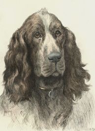 Herbert Thomas Dicksee (1862-1942) - Etching, Springer Spaniel