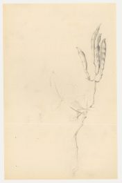 Attrib. John Cluysenaar (1899-1986) - Graphite Drawing, Wisteria Pods
