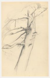 Attrib. John Cluysenaar (1899-1986) - Graphite Drawing, Study of a Tree