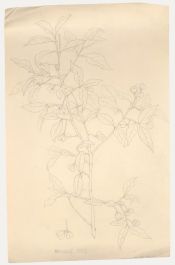 William Henry Ladd - Early 20th Century Graphite Drawing, Spindle Tree