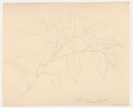 William Henry Ladd - Early 20th Century Graphite Drawing, Portugal Laurel