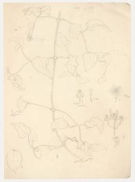 William Henry Ladd - Early 20th Century Graphite Drawing, Wild Clematis