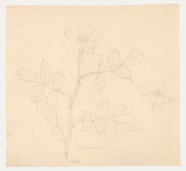 William Henry Ladd - Early 20th Century Graphite Drawing, Rosa Canina