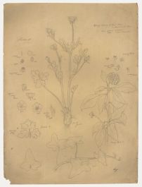 William H. Ladd - Early 20th Century Graphite Drawing, Spring Botanical Studies