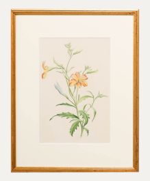 Madame F.C. Byrne (1789-1876) - Mid 19th Century Watercolour, Wild Flower