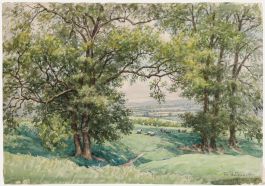 Tom Whitehead - Mid 20th Century Watercolour, Landscape with Sheep