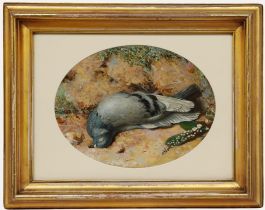 Victorian 1852 Watercolour - Dead Cushat