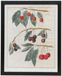After Johann Hermann Knoop (1700-1769) - 19th Century Engraving, Cherries