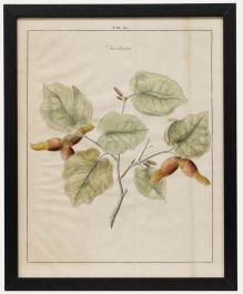 After Johann Hermann Knoop (1700-1769) - 19th Century Engraving, Hazelnuts