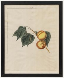 After Johann Hermann Knoop (1700-1769) - 19th Century Engraving, Apricots