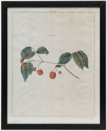 After Johann Hermann Knoop (1700-1769) - 19th Century Engraving, Raspberries