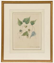 Framed Mid 19th Century Watercolour - Cyathula achyranthoides