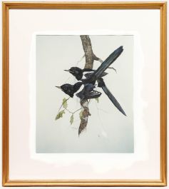 Steve Shotter - Contemporary Gouache, Magpies