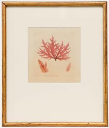 Framed 19th Century Engraving - Fucus hypoglossum