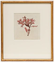 Framed 19th Century Engraving - Fucus brodiaei