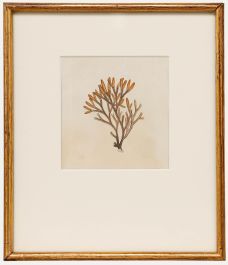 Framed 19th Century Engraving - Fucus canaliculatus