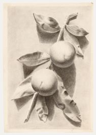 19th Century Graphite Drawing - Peaches