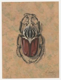 Fr. Siedler - Mid 20th Century Watercolour, Goliath Beetle