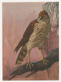 Fr. Siedler - Mid 20th Century Watercolour, Sparrowhawk