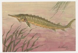 Fr. Siedler - Mid 20th Century Watercolour, Sterlet