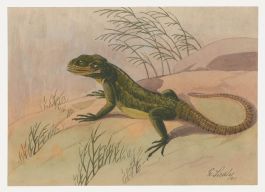 Fr. Siedler - Mid 20th Century Watercolour, Agamid Lizard