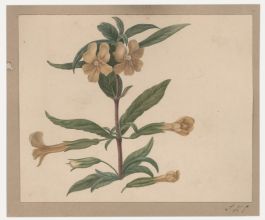 Sophia Katherine Charleton (1789-1844) - Watercolour, Diplacus Aurantiacus