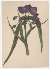 Sophia Katherine Charleton (1789-1844) - Watercolour, Bluejacket