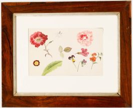 Sophia Katherine Charleton (1789-1844) - Watercolour, Anemone and Rose